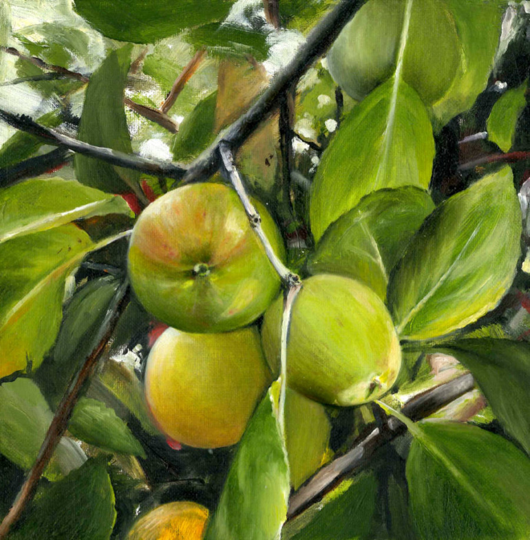 Apples on a tree