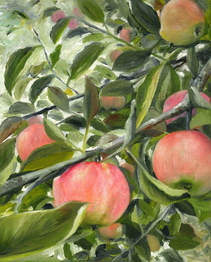 Apples on a tree
