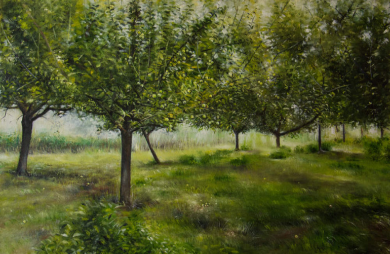Apple orchard in the Haseldorfer Marsch
